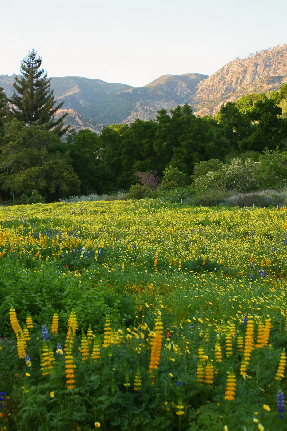 Flowers in Meadow
