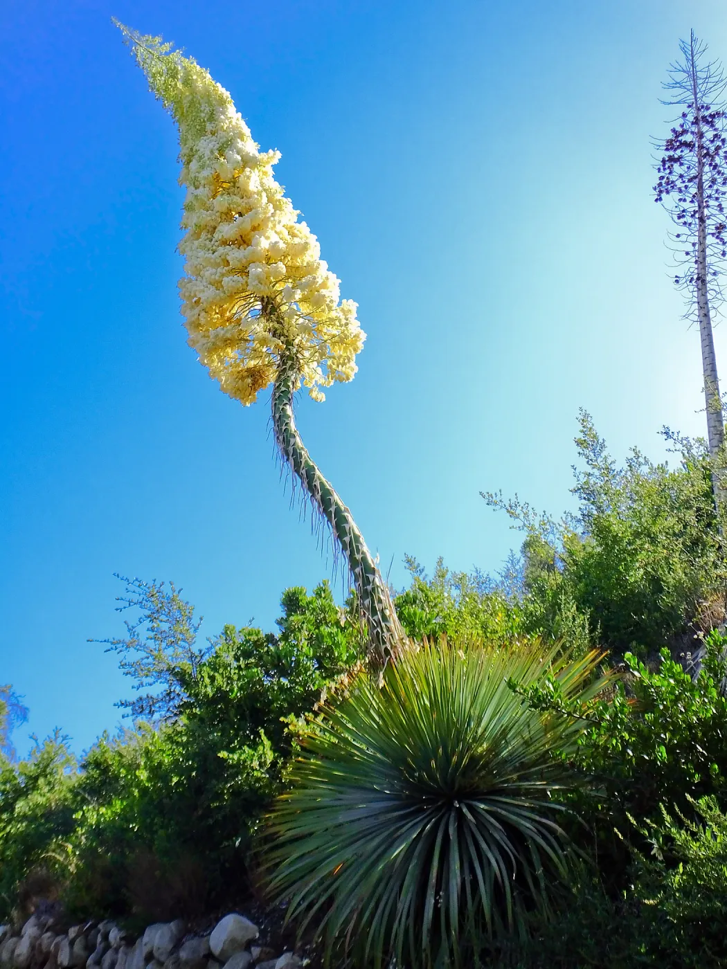 Our Lord's Candle Across from SBBG Parking Lot Entrance