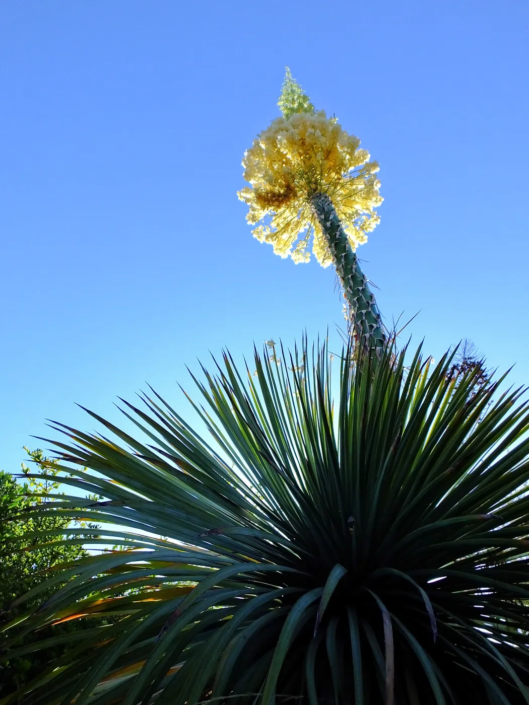 Our Lord's Candle Across from SBBG Parking Lot Entrance