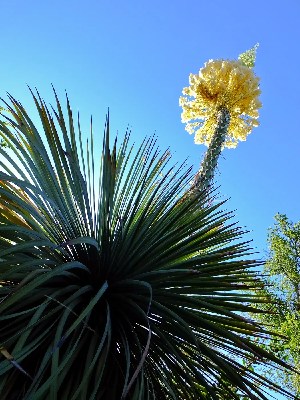Our Lord's Candle Across from SBBG Parking Lot Entrance