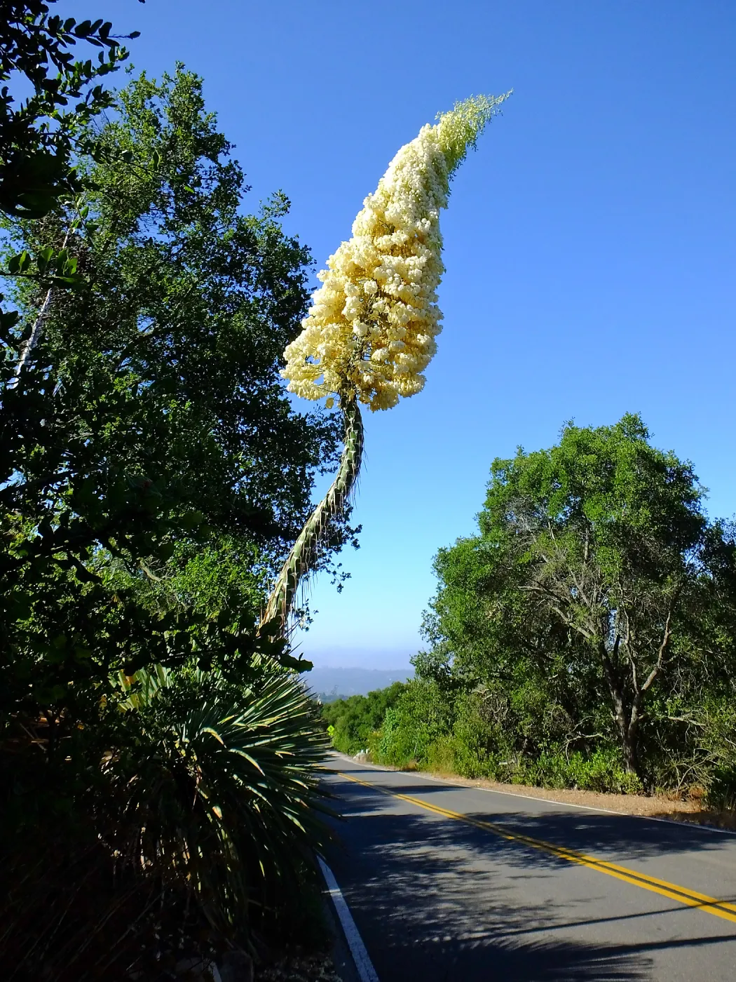 Our Lord's Candle Across from SBBG Parking Lot Entrance
