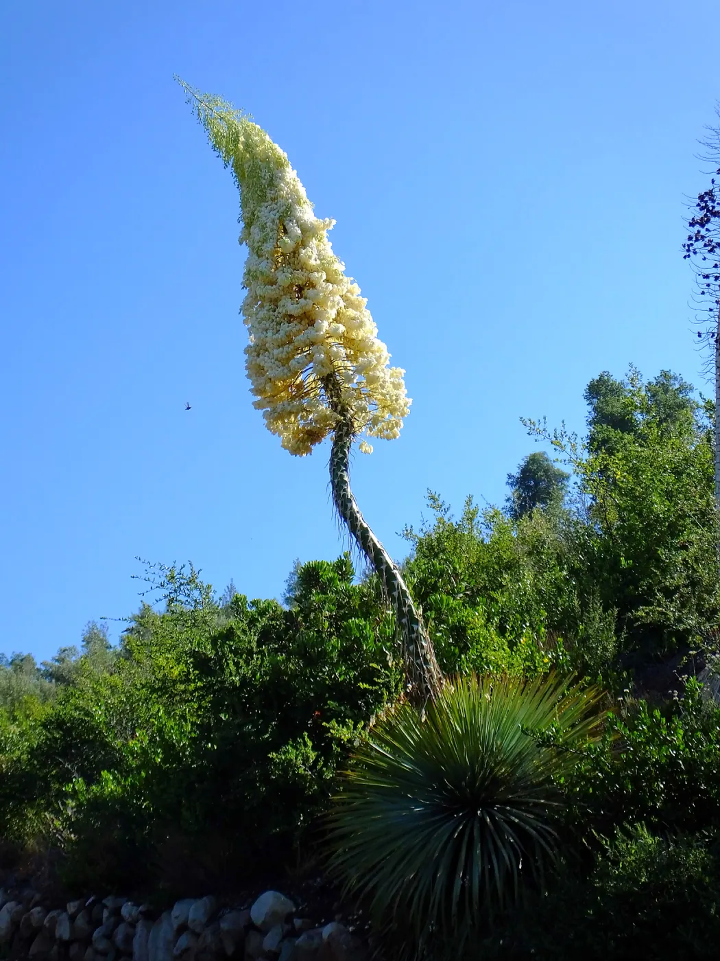 Our Lord's Candle Across from SBBG Parking Lot Entrance