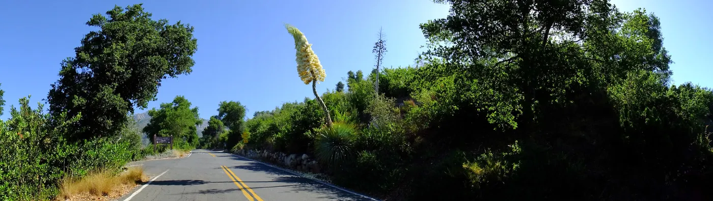 Our Lord's Candle Across from SBBG Parking Lot Entrance