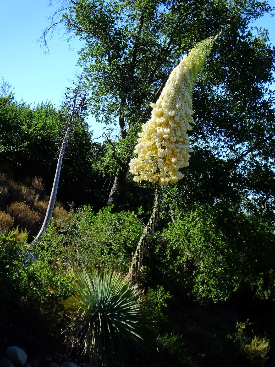 Our Lord's Candle Across from SBBG Parking Lot Entrance