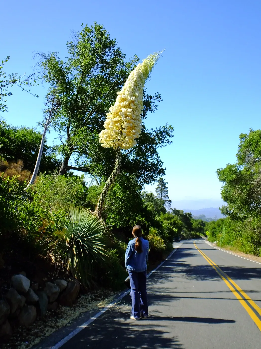 Our Lord's Candle Across from SBBG Parking Lot Entrance