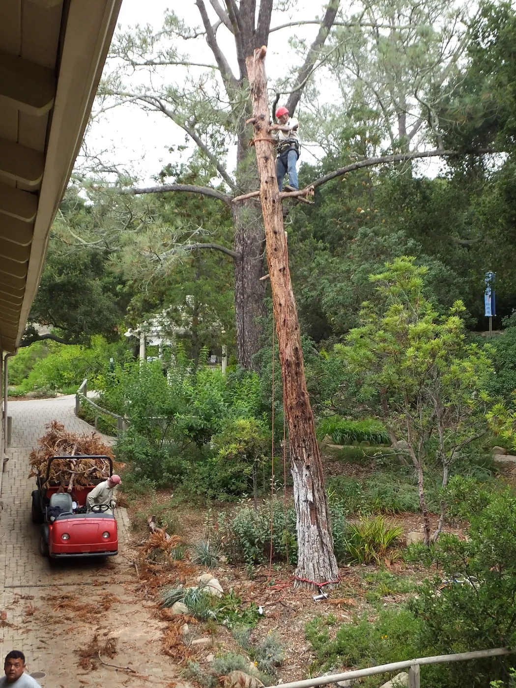Giant Sequoia Removal