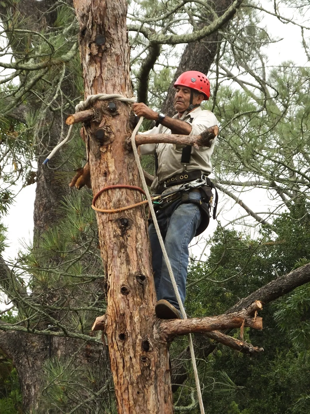 Giant Sequoia Removal