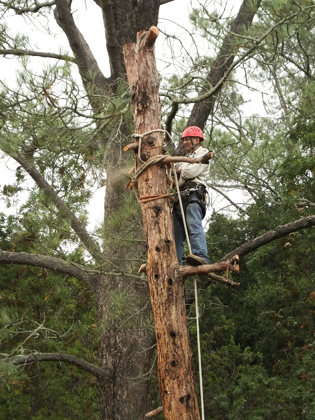 Giant Sequoia Removal