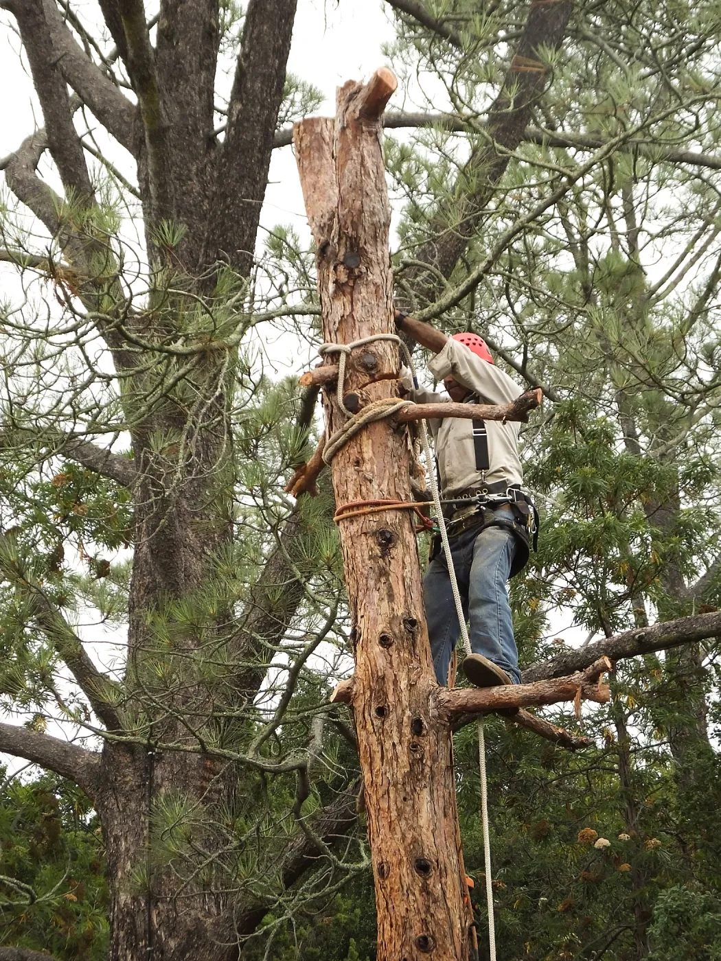 Giant Sequoia Removal