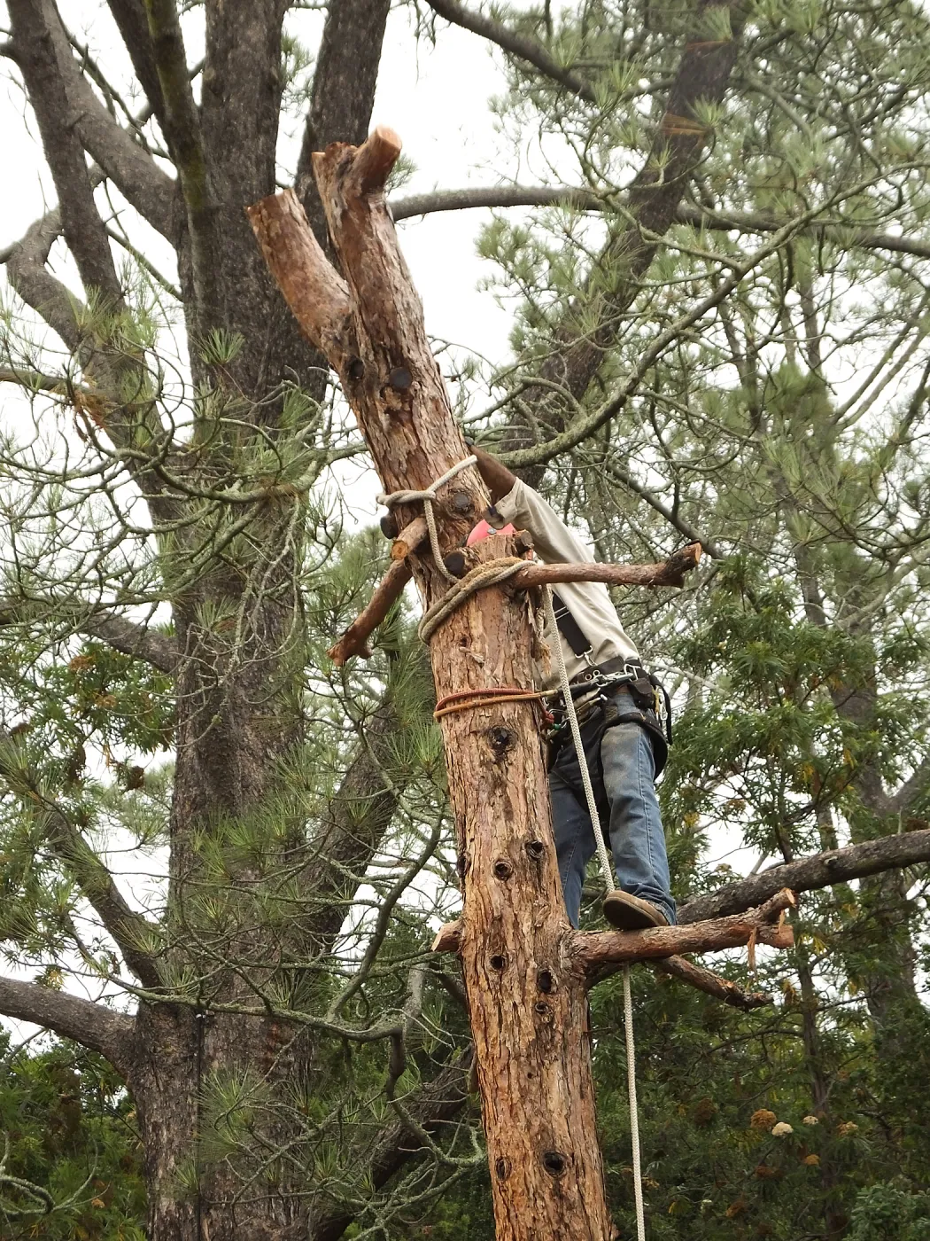 Giant Sequoia Removal