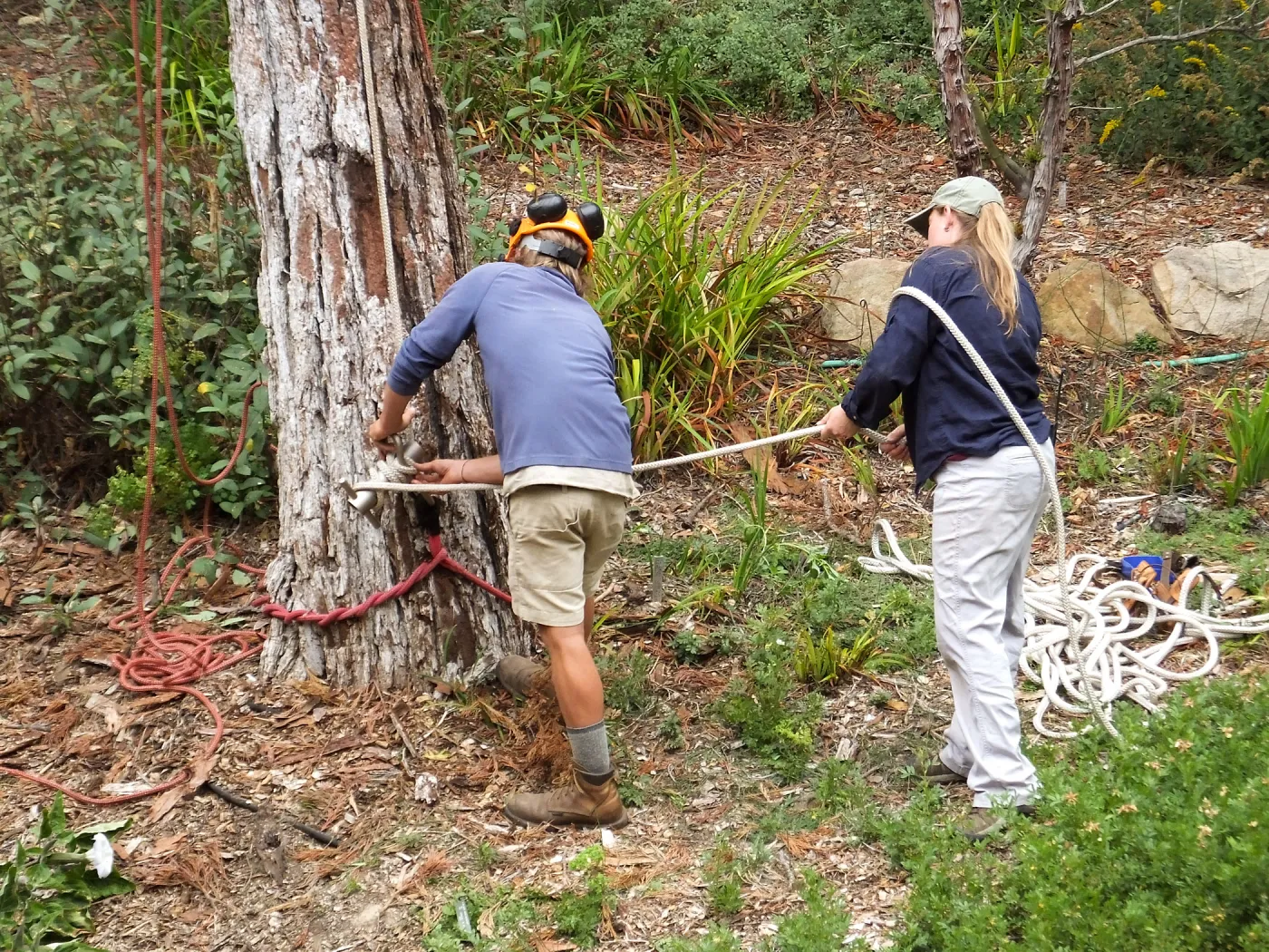 Giant Sequoia Removal
