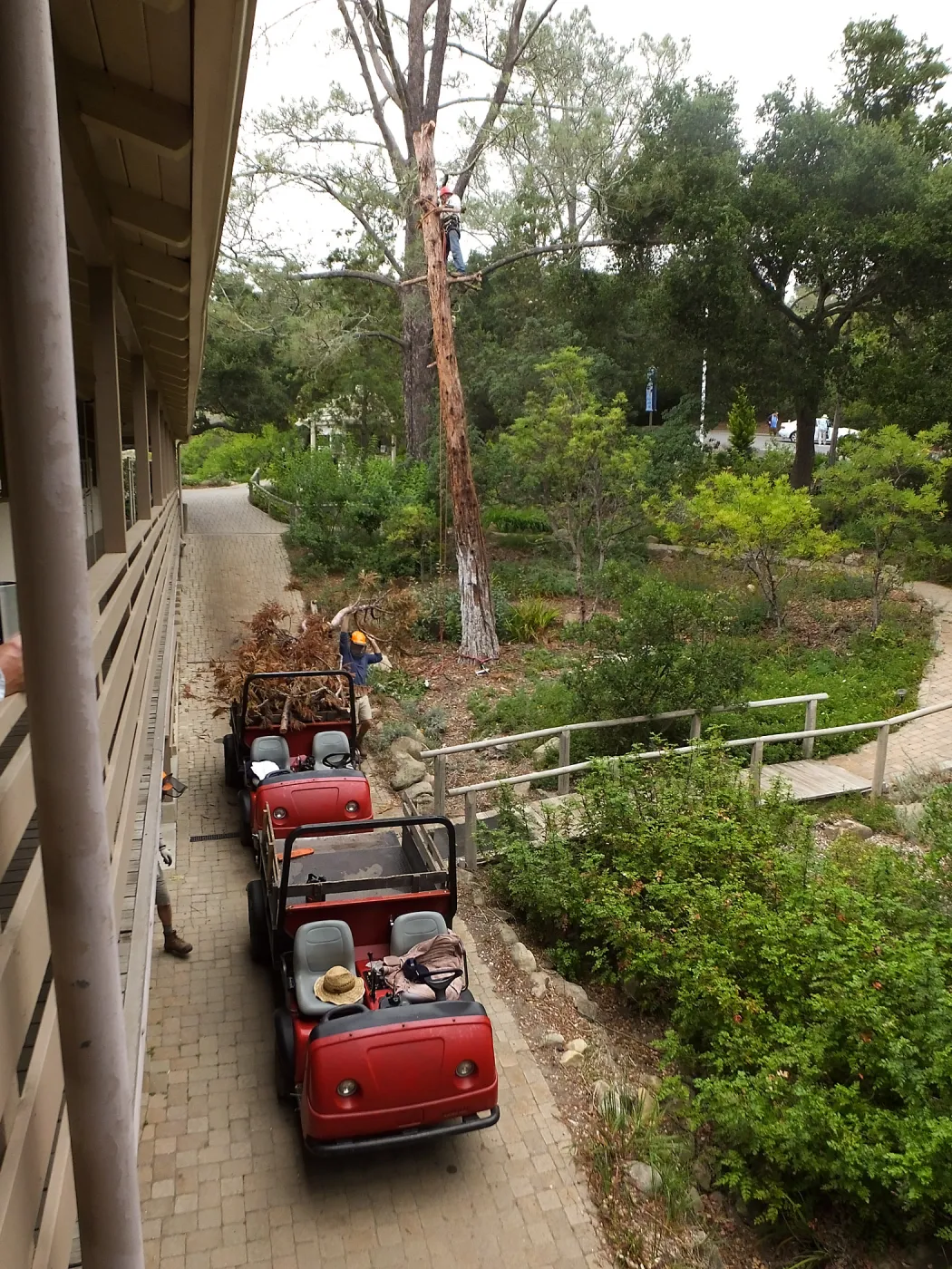 Giant Sequoia Removal