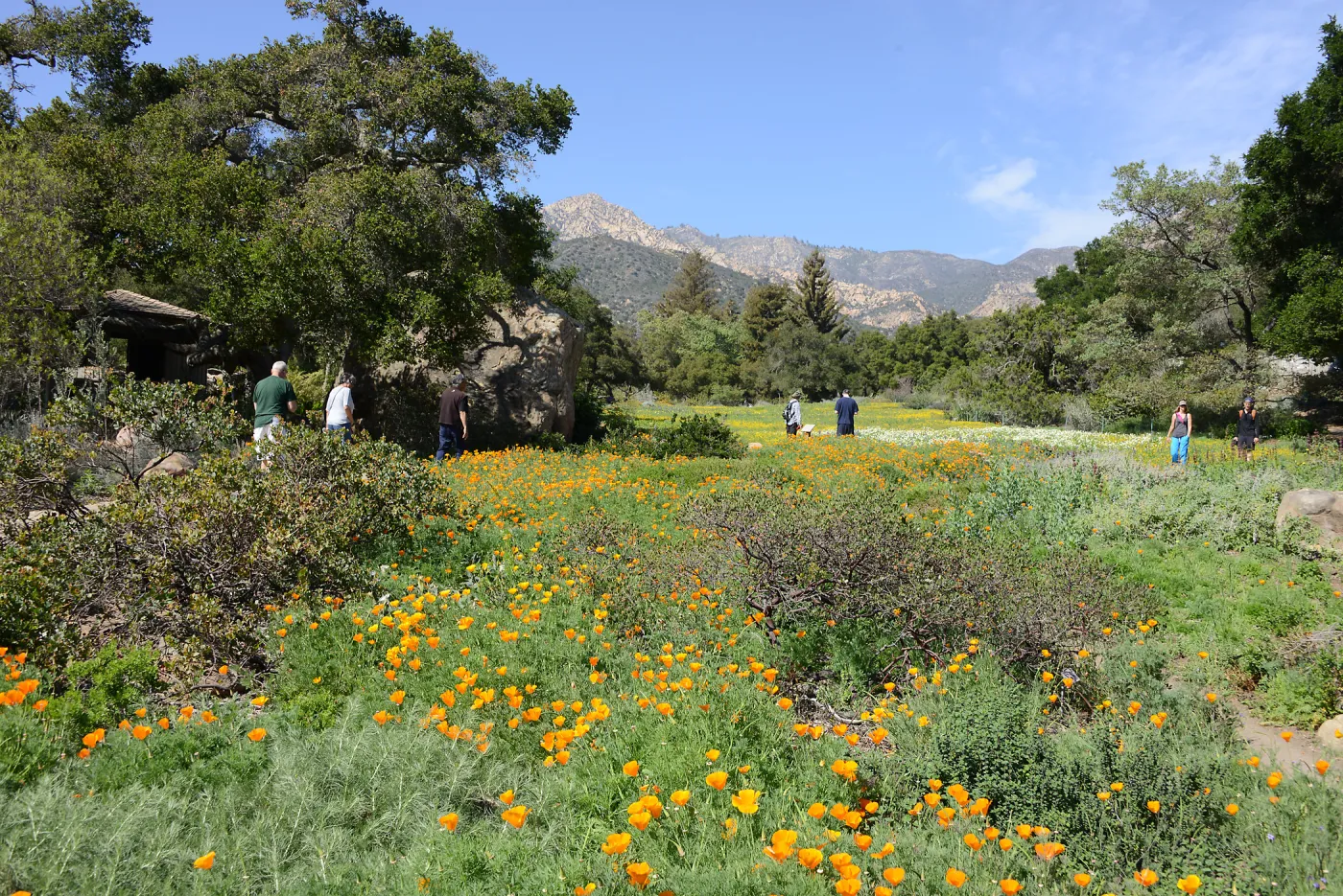 Meadow Revival Project 2014 Spring Wildflower Display