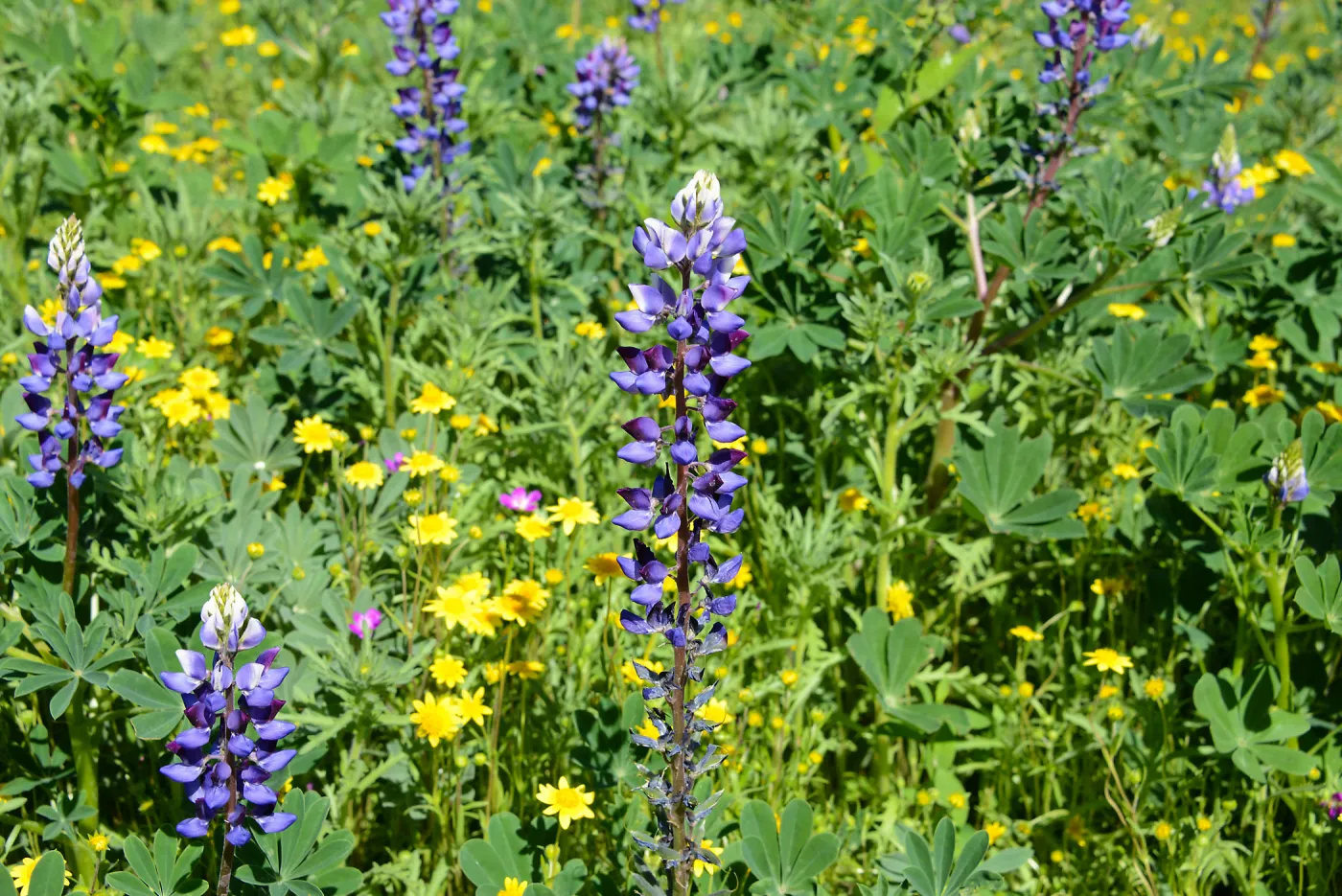 Meadow Revival Project 2014 Spring Wildflower Display