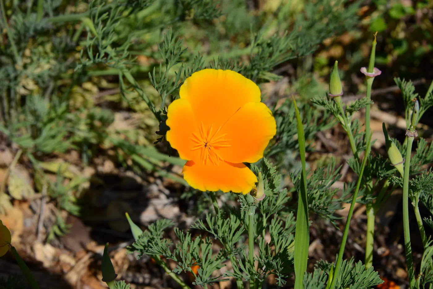 Meadow Revival Project 2014 Spring Wildflower Display