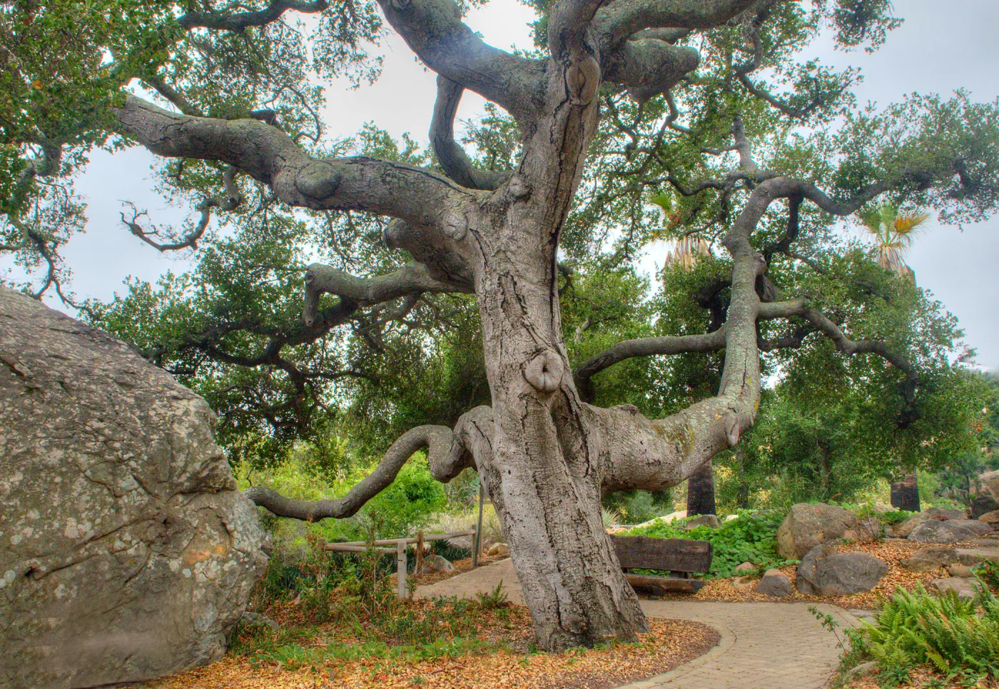 Oak (Coastal Live Oak) between Blaksley Boulder and Information Kiosk