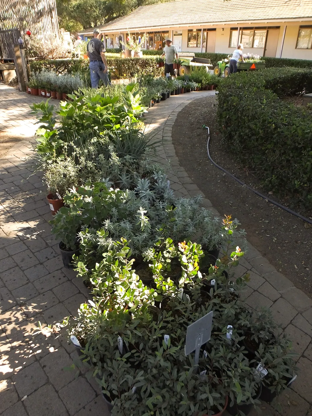 Fall Plant Sale 2014 Preparations