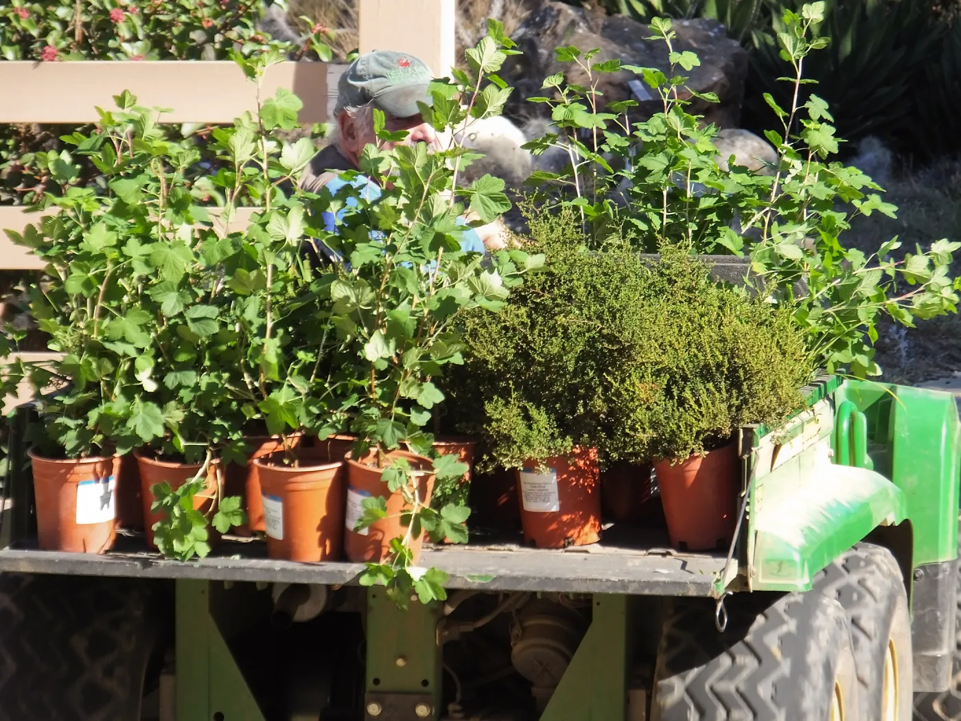 Fall Plant Sale 2014 Preparations