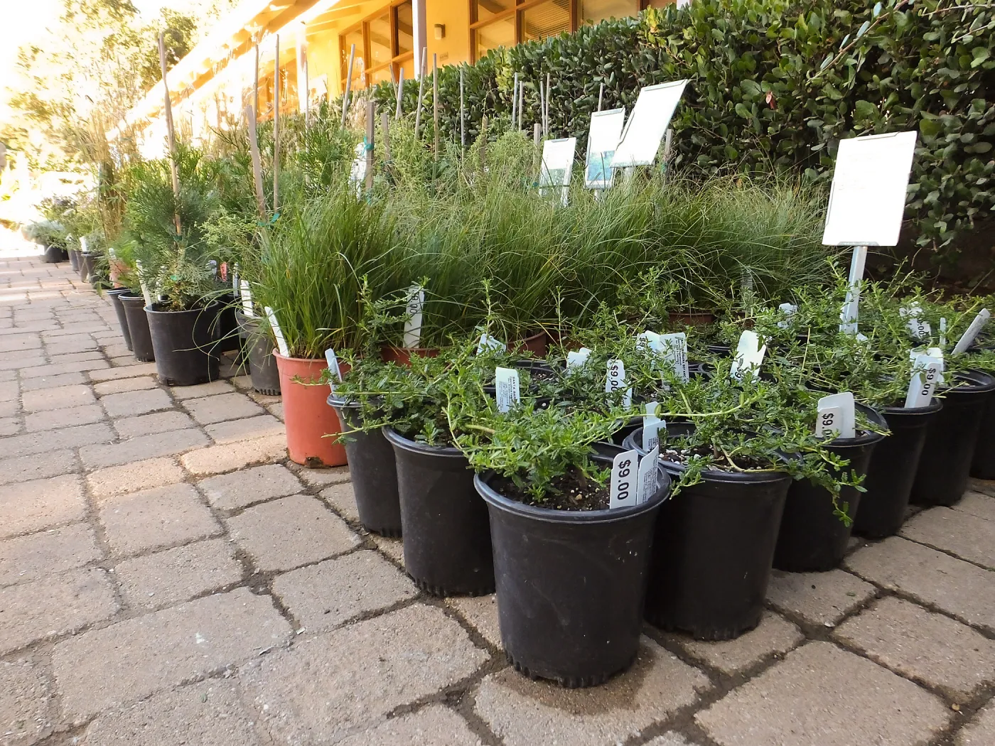 Fall Plant Sale 2014 Preview Eve Plant Display