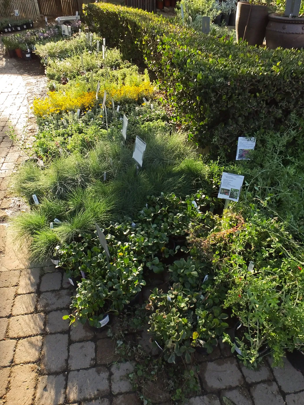 Fall Plant Sale 2014 Preview Eve Plant Display