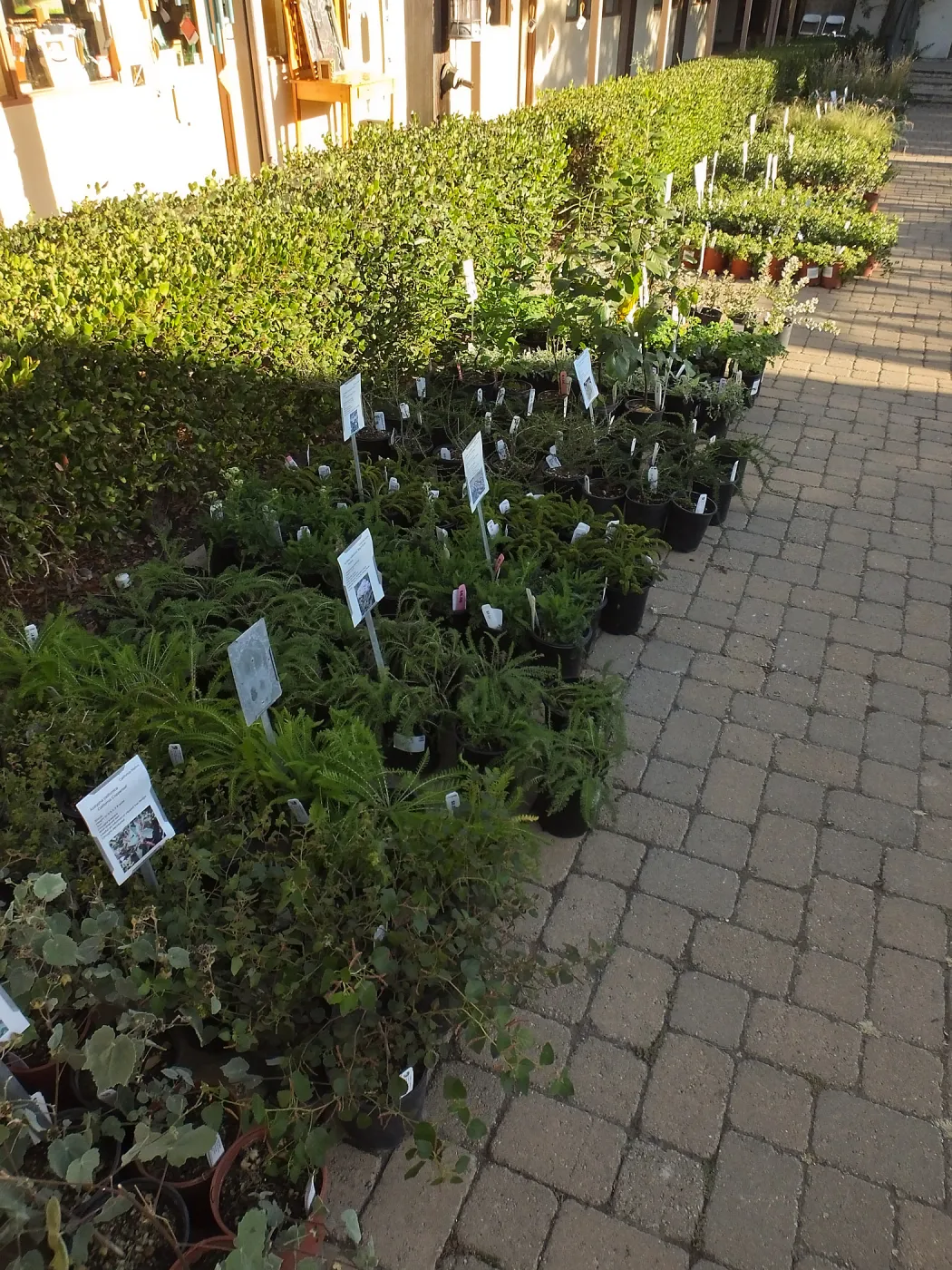 Fall Plant Sale 2014 Preview Eve Plant Display