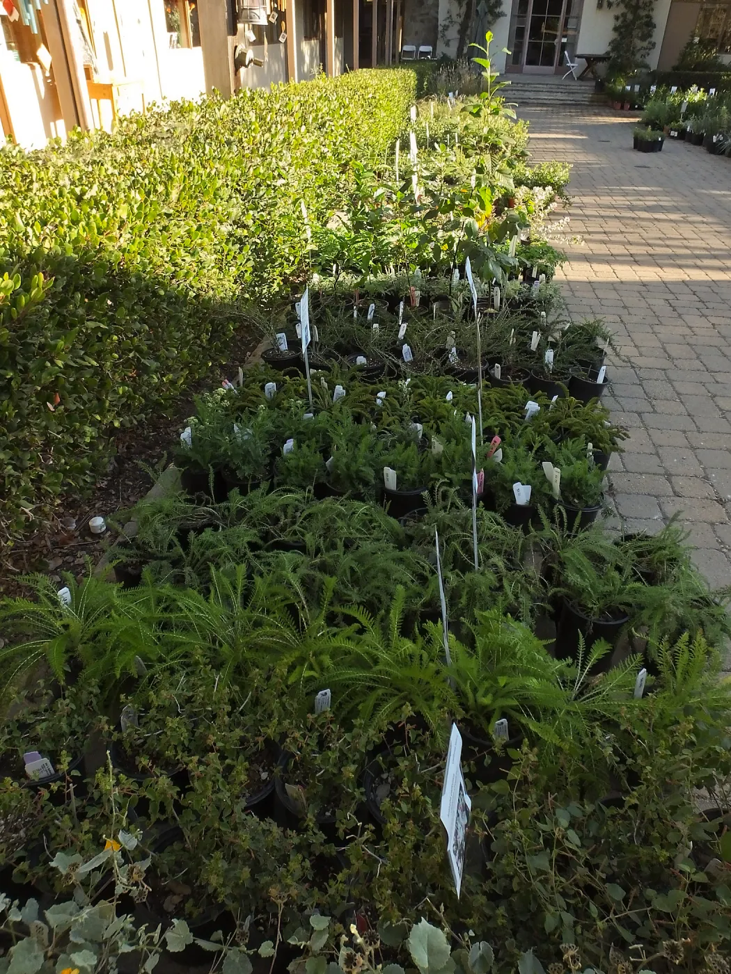 Fall Plant Sale 2014 Preview Eve Plant Display