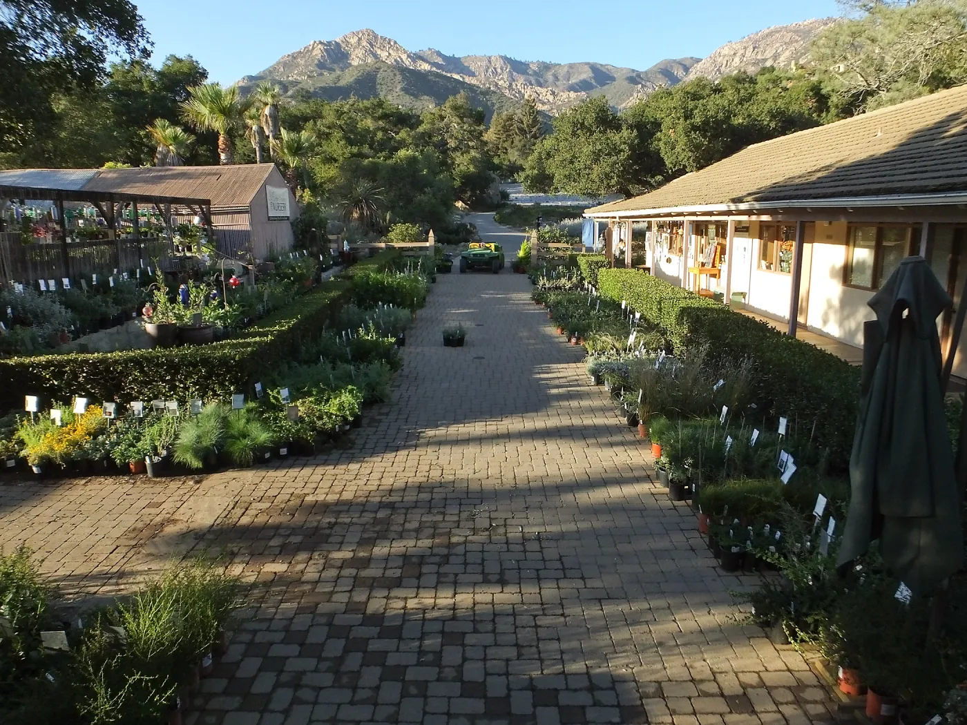 Fall Plant Sale 2014 Preview Eve Plant Display