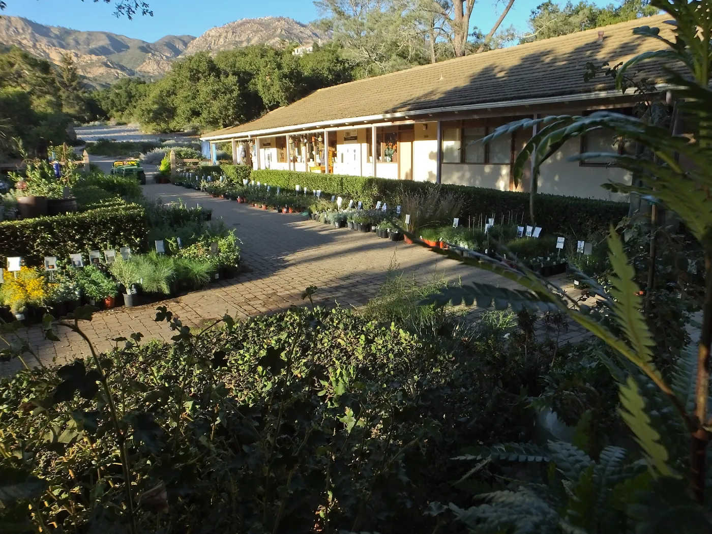 Fall Plant Sale 2014 Preview Eve Plant Display