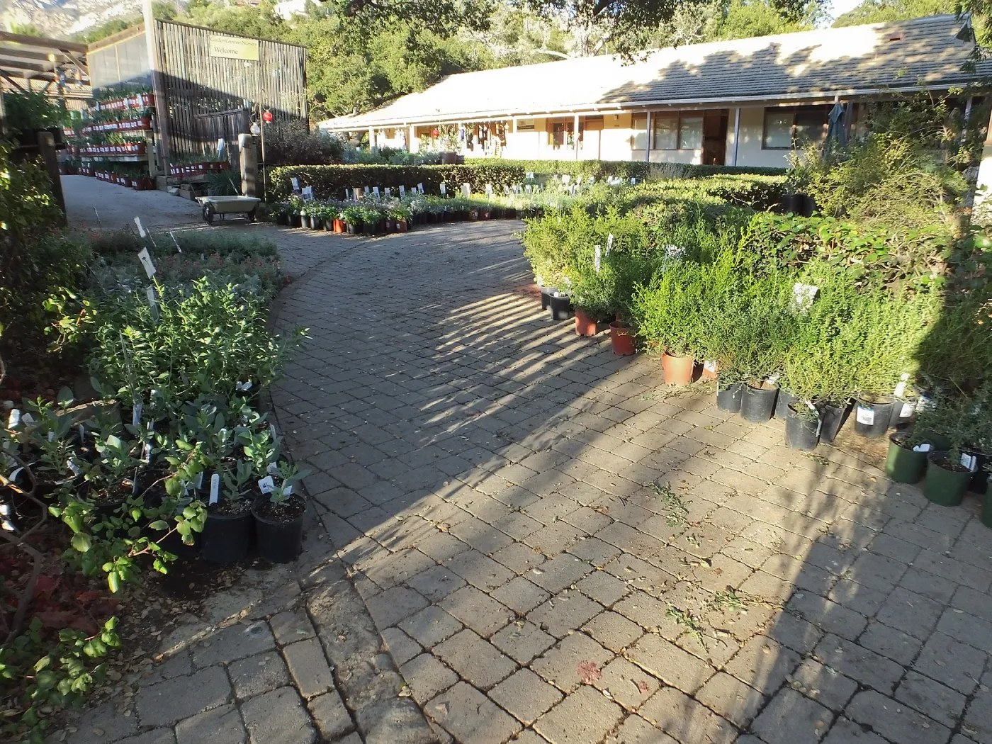 Fall Plant Sale 2014 Preview Eve Plant Display