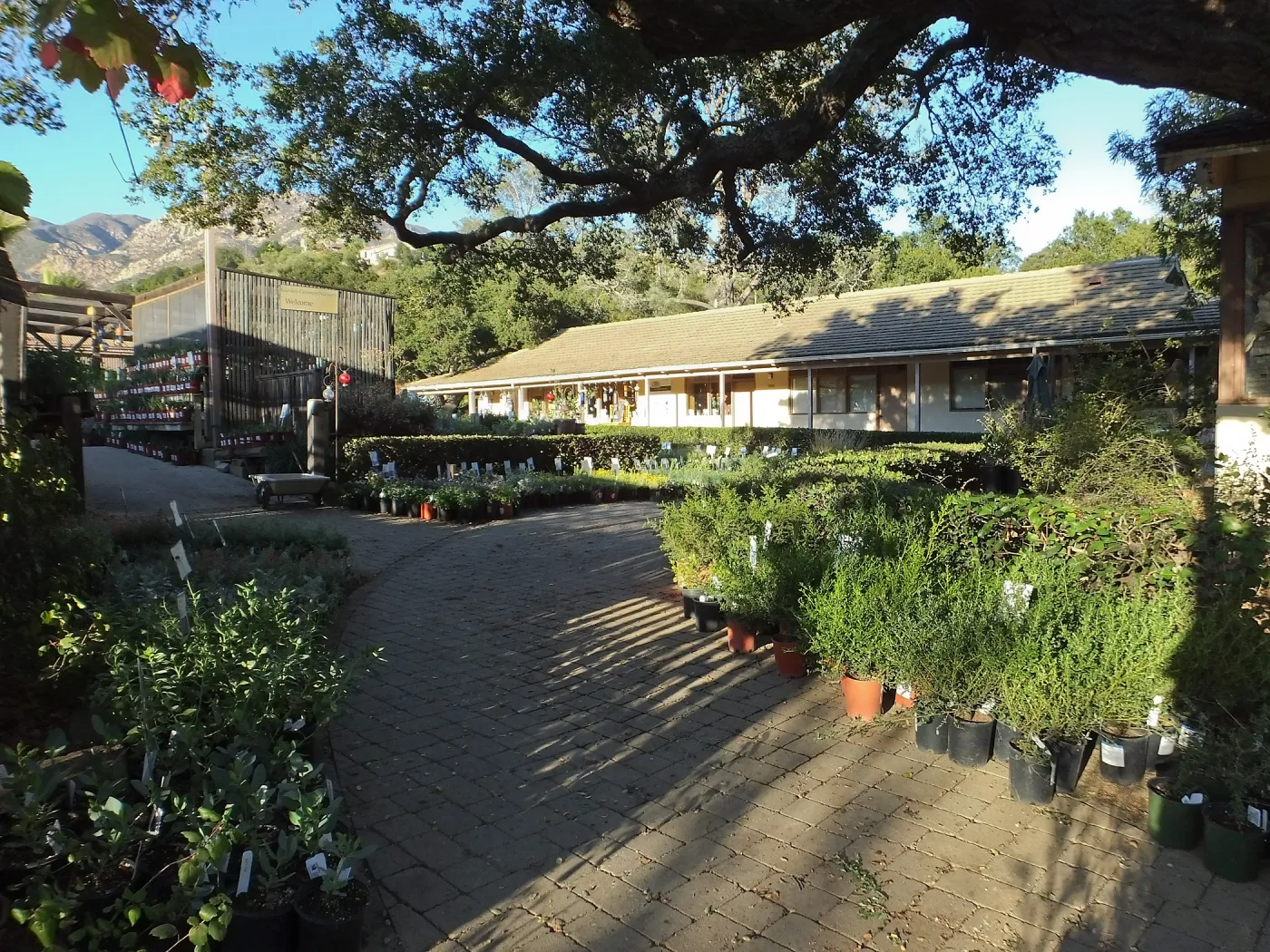 Fall Plant Sale 2014 Preview Eve Plant Display