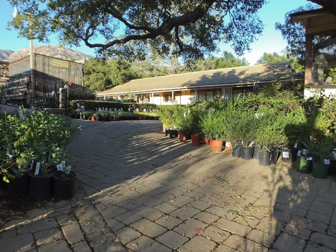 Fall Plant Sale 2014 Preview Eve Plant Display
