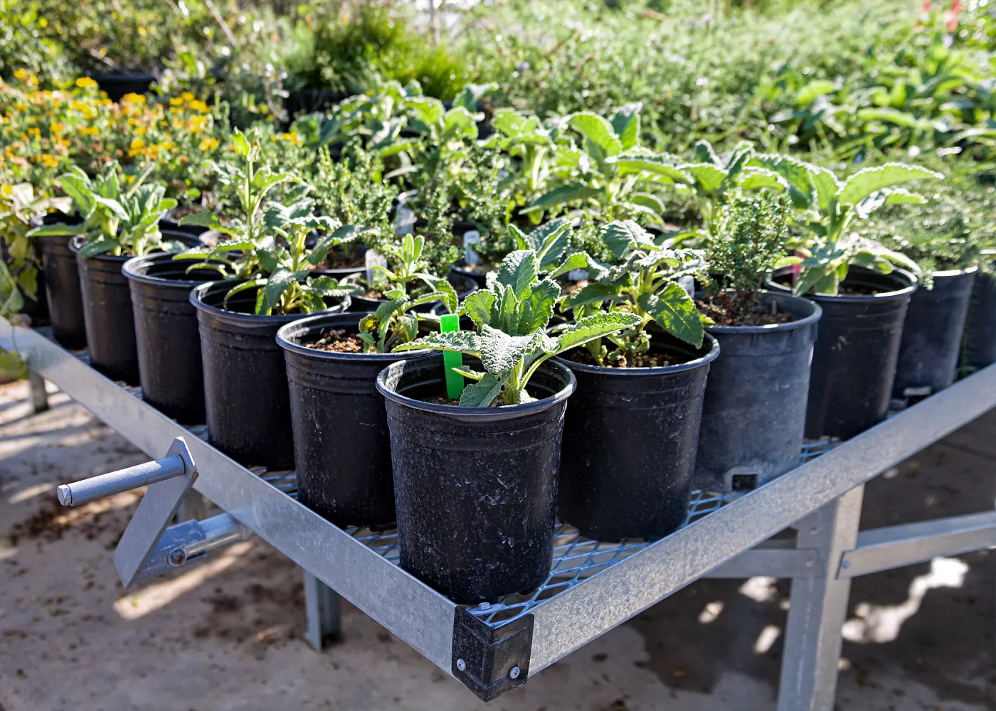 Ecological Restoration Workshop, SBBG Nursery tour