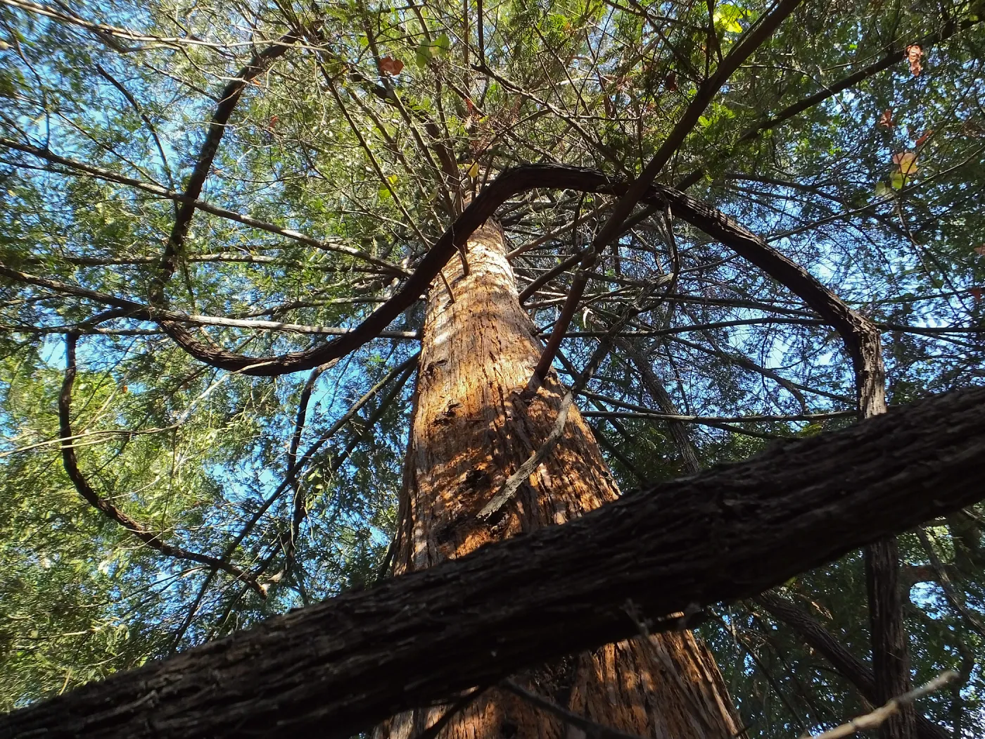 California Grape in Coast Redwood