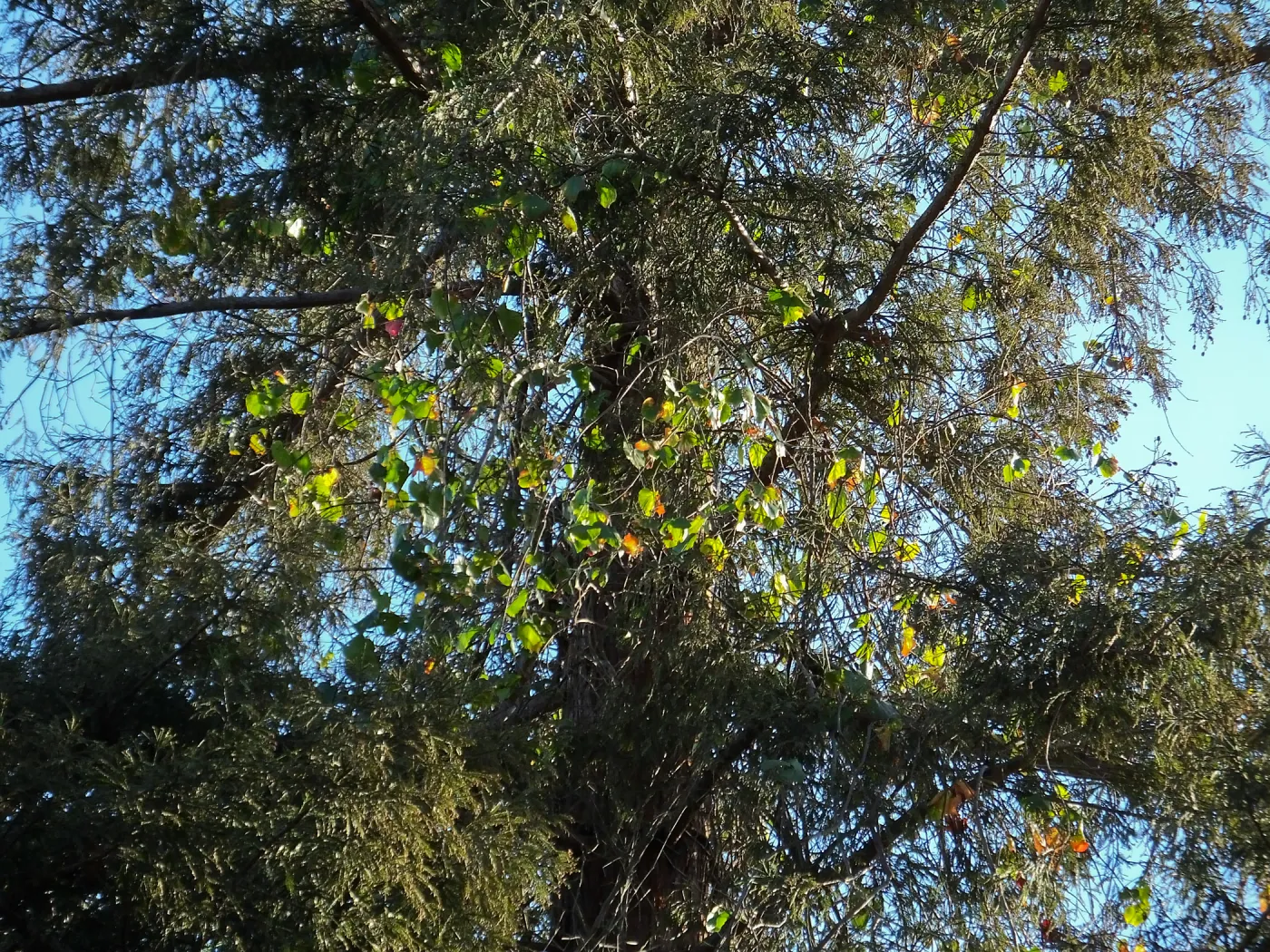 California Grape in Coast Redwood
