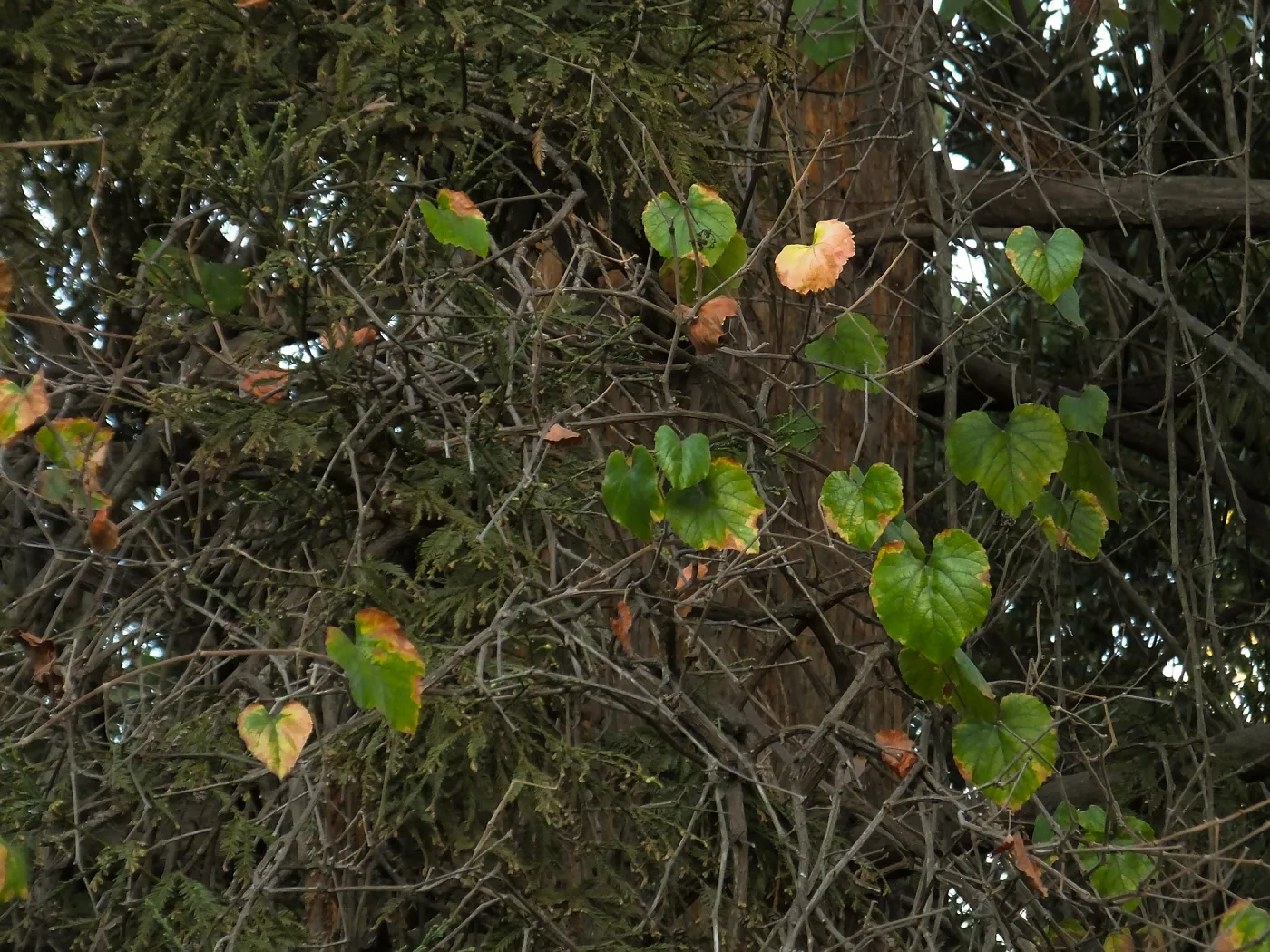California Grape in Coast Redwood