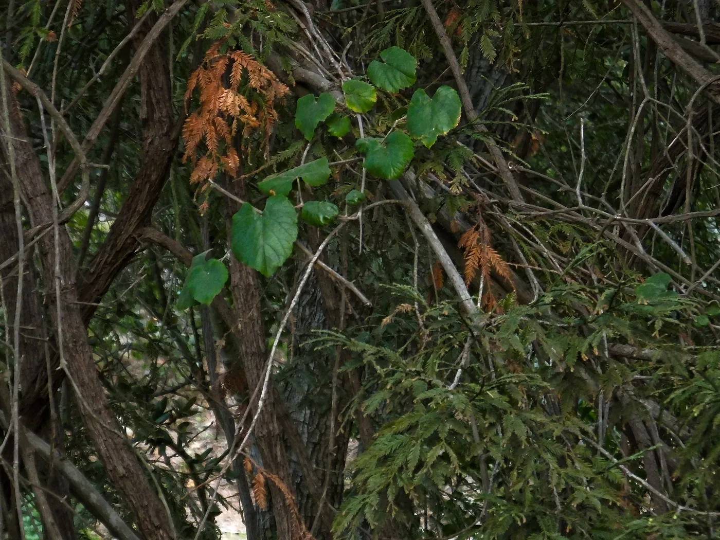 California Grape in Coast Redwood