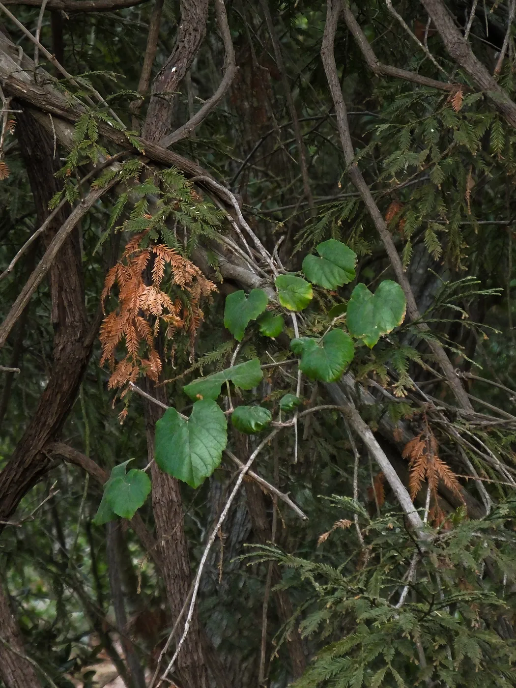 California Grape in Coast Redwood