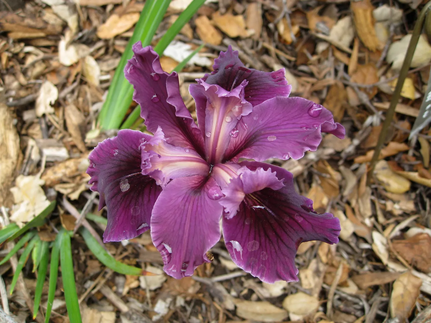Iris near picnic site