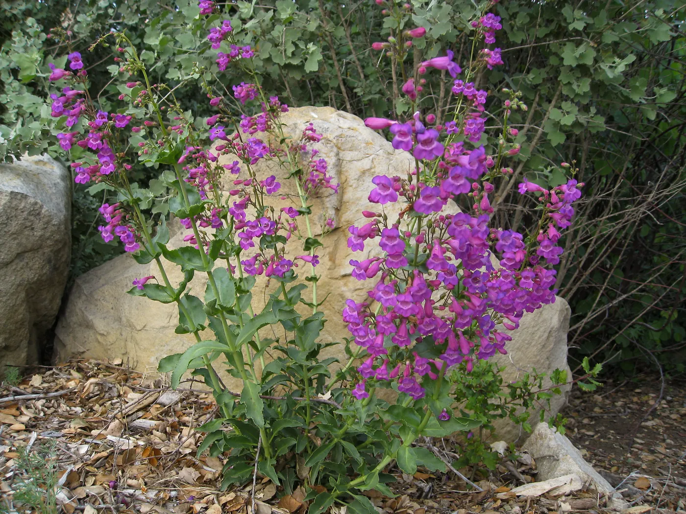 Penstemon spectabilis 