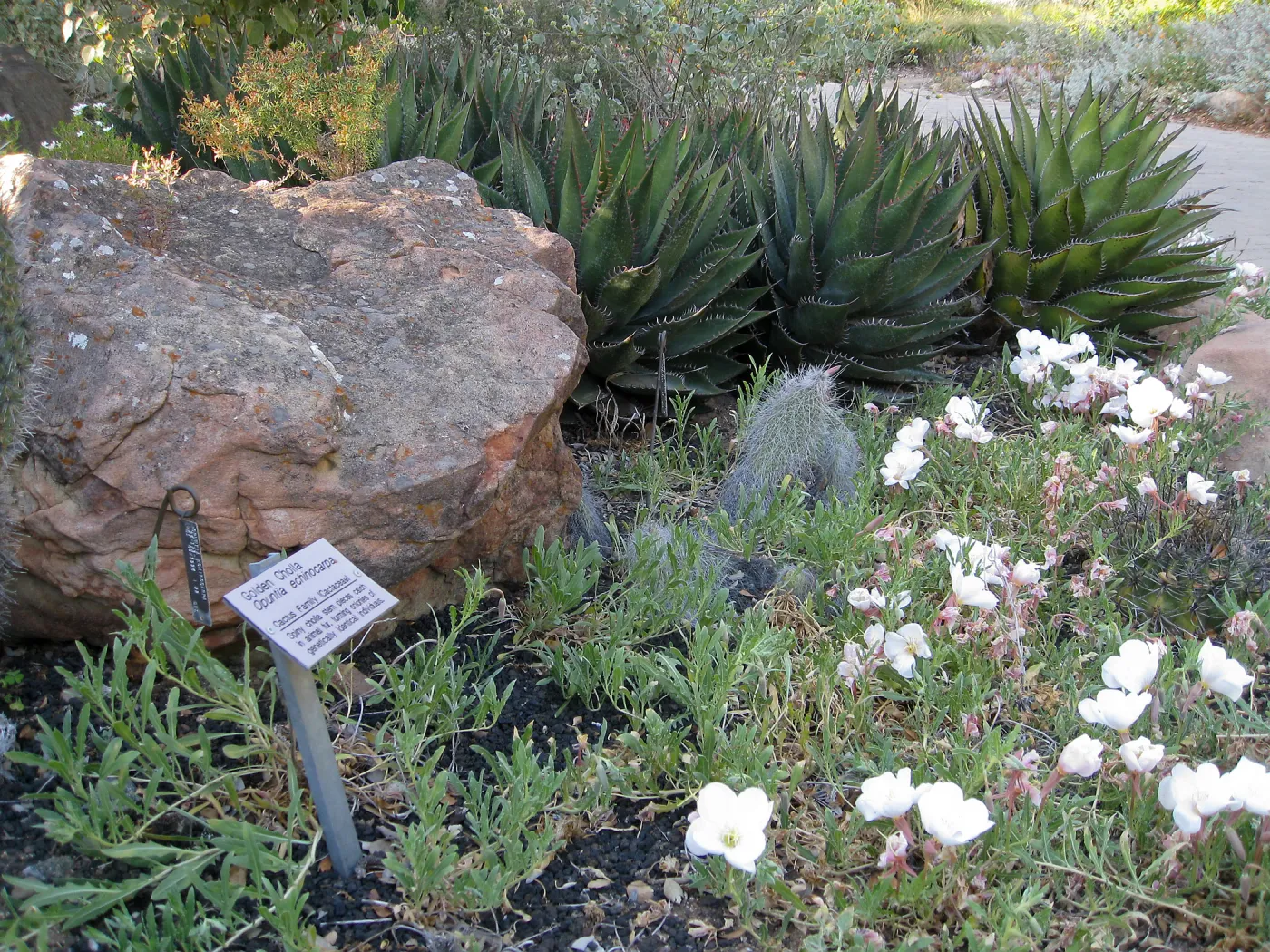 Evening[primrose, Agave shawii in Desert Section