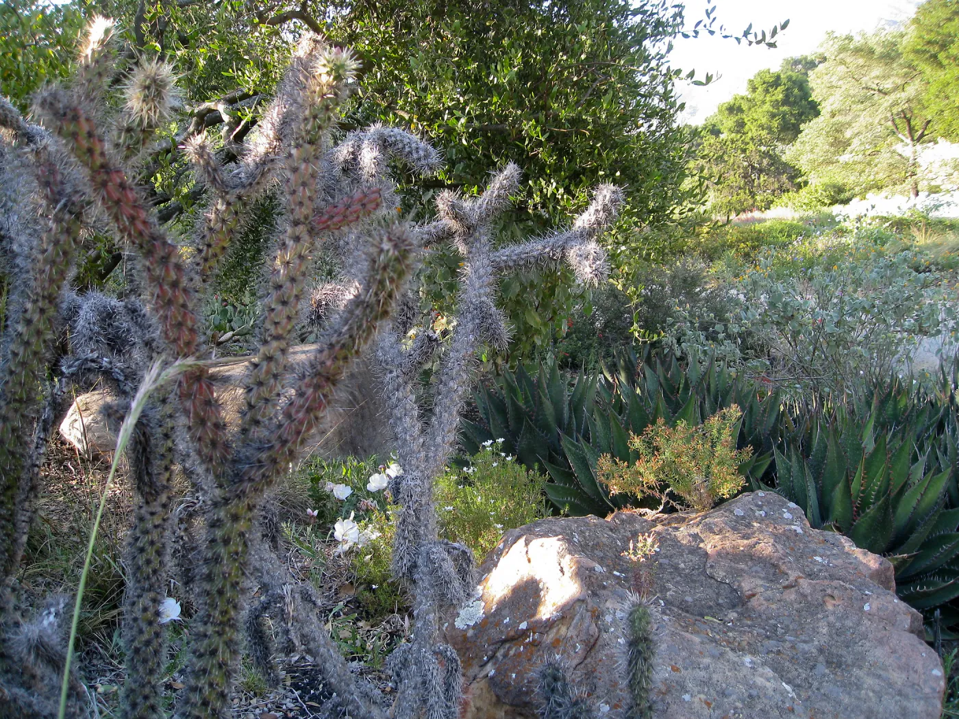 Opuntia echinocarpa in Desert Section