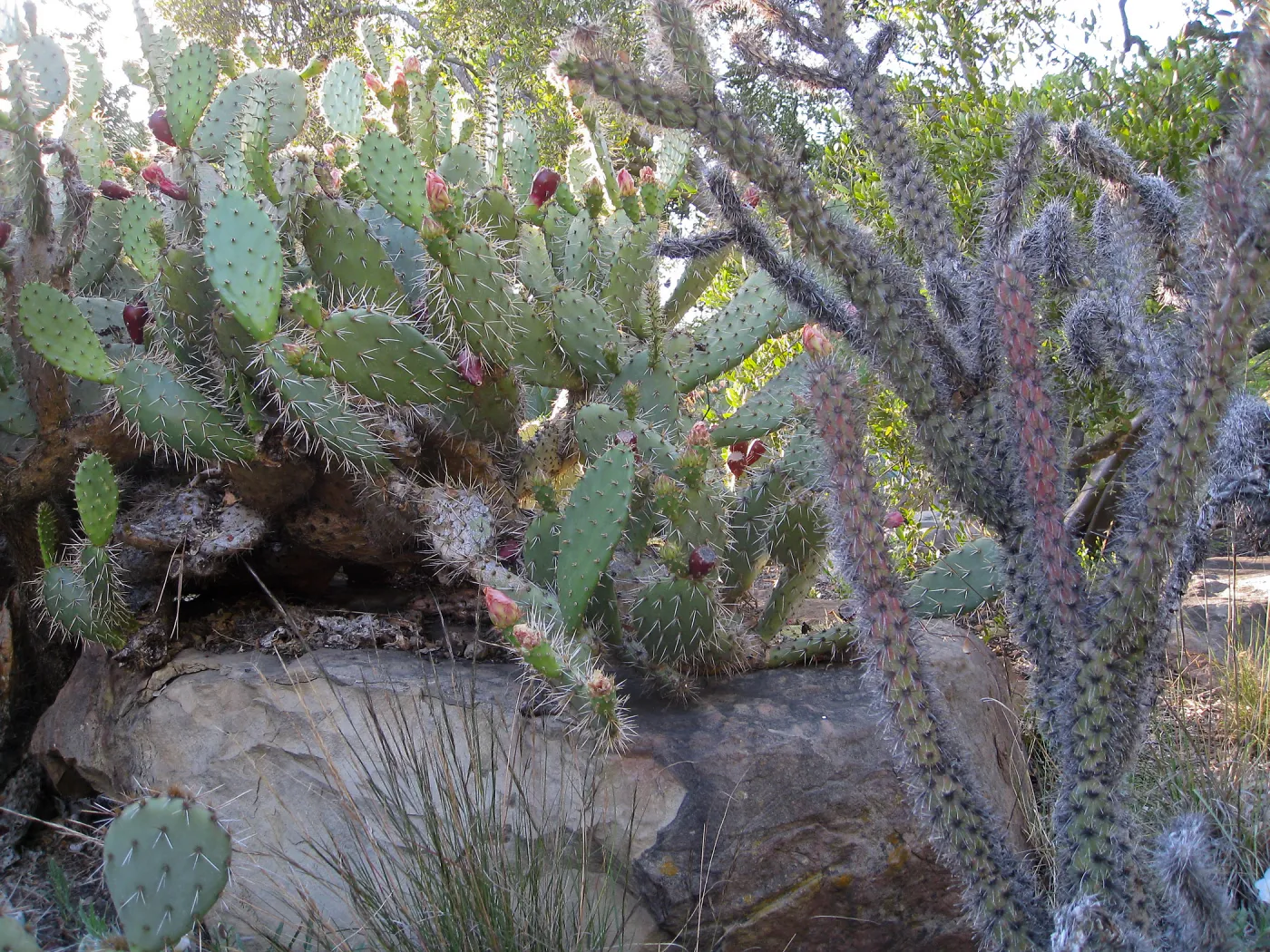 Opuntia chlorotica, Opuntia echinocarpa in Desert Section