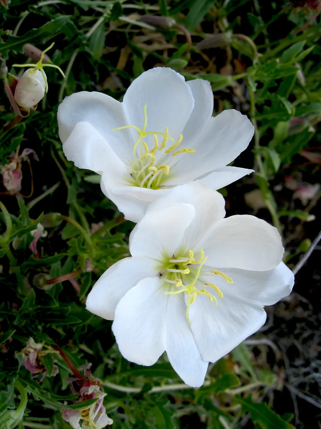 Evening-primrose in Desert Section