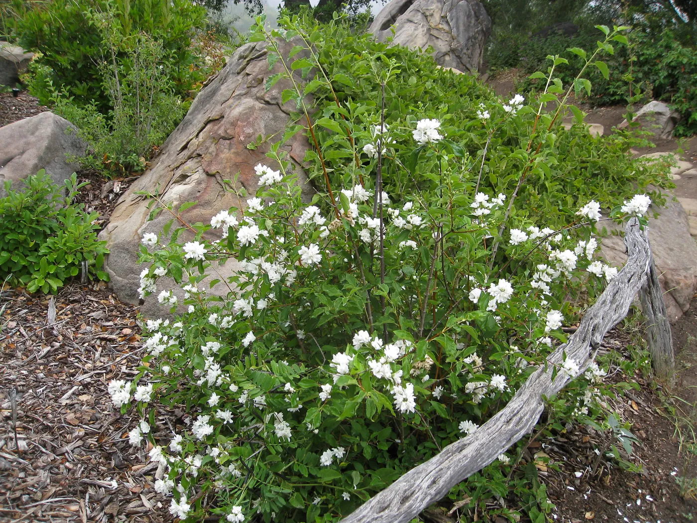 Philadelphus lewisii near picnic area