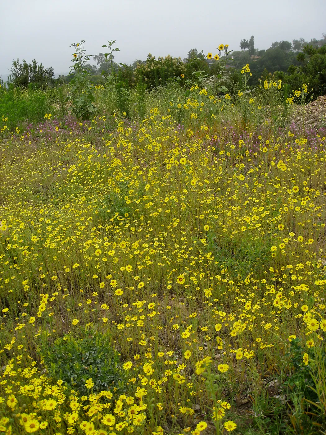 Madia elegans at the Gane site