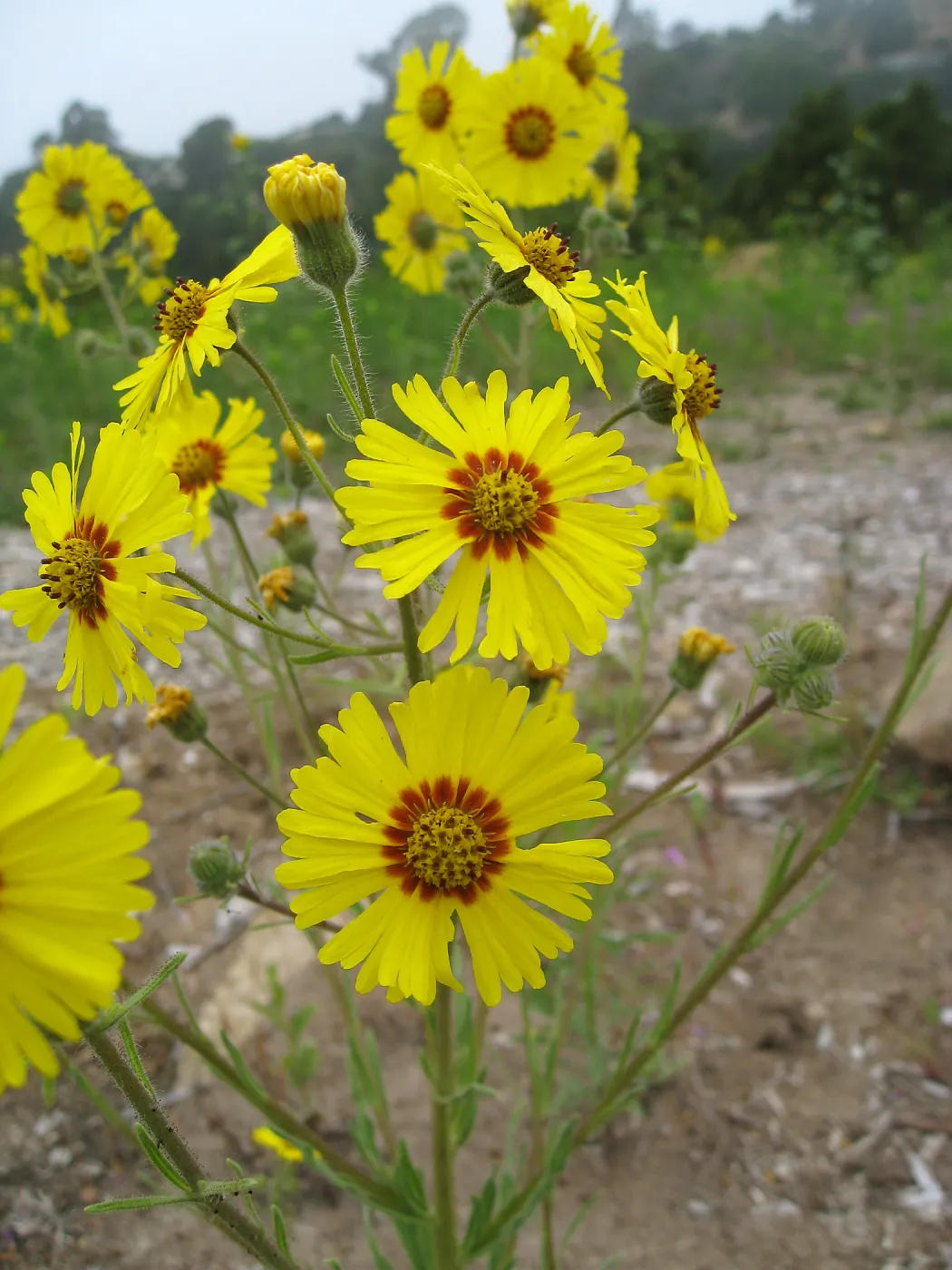 Madia elegans at the Gane site