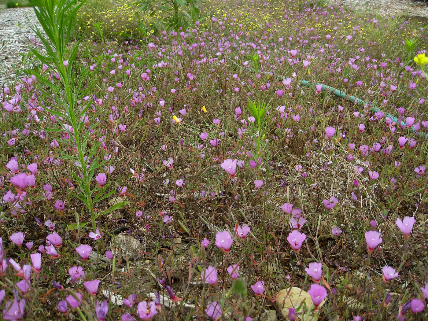 Clarkia rubicunda at the Gane site