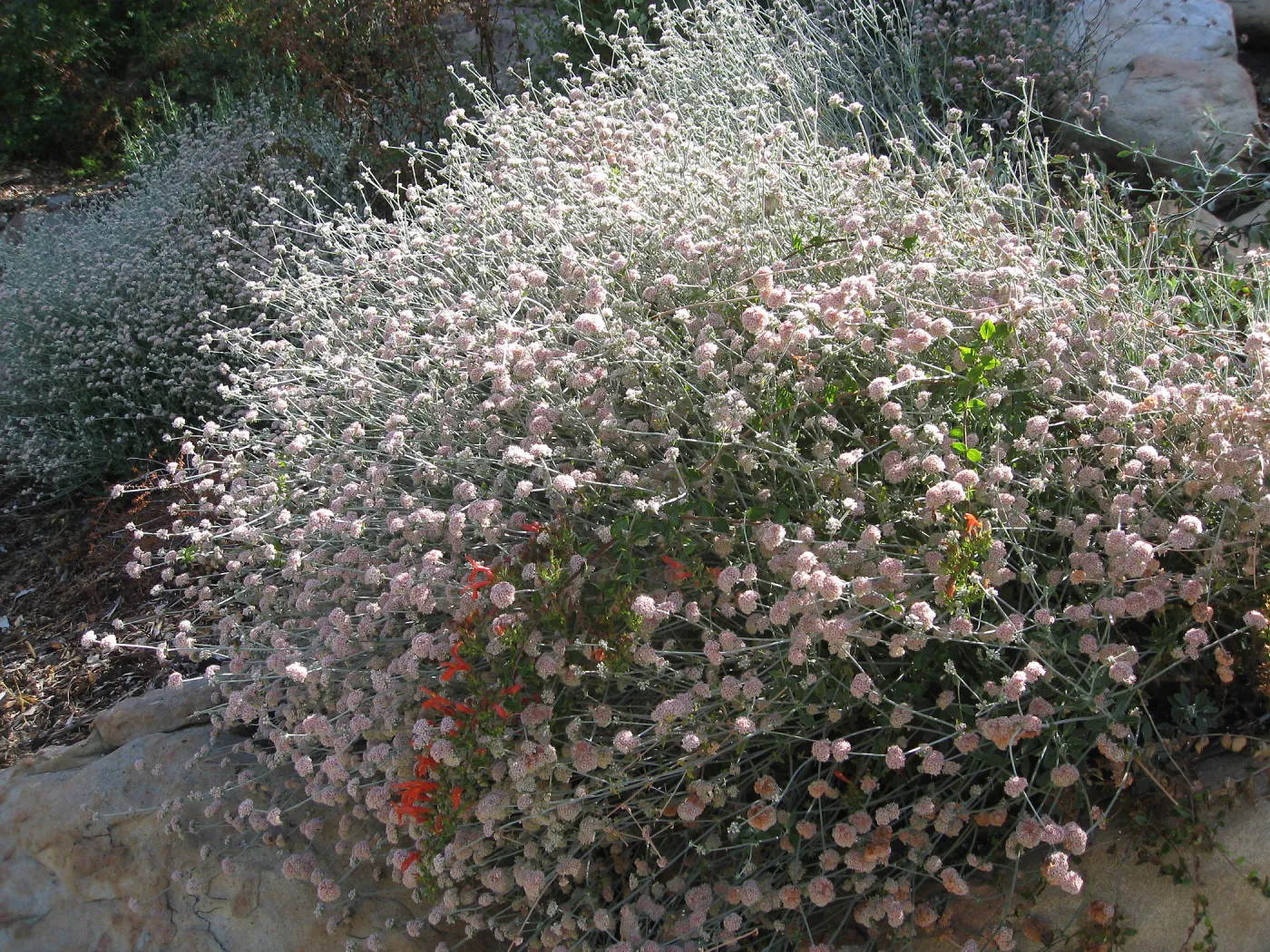 Eriogonum cinereum (coastal wild buckwheat), Campbell Trail