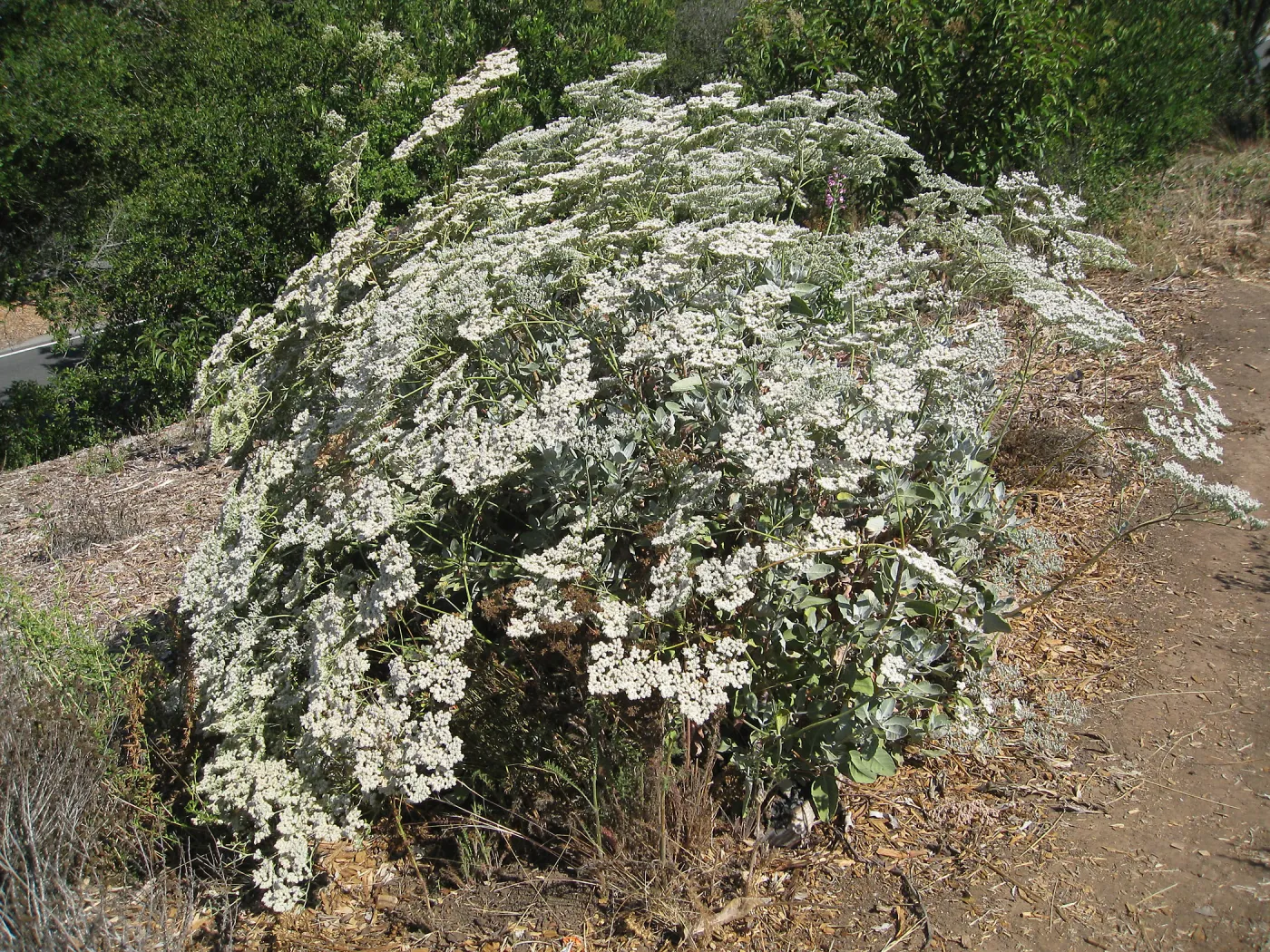 Eriogonum giganteum at the Gane site