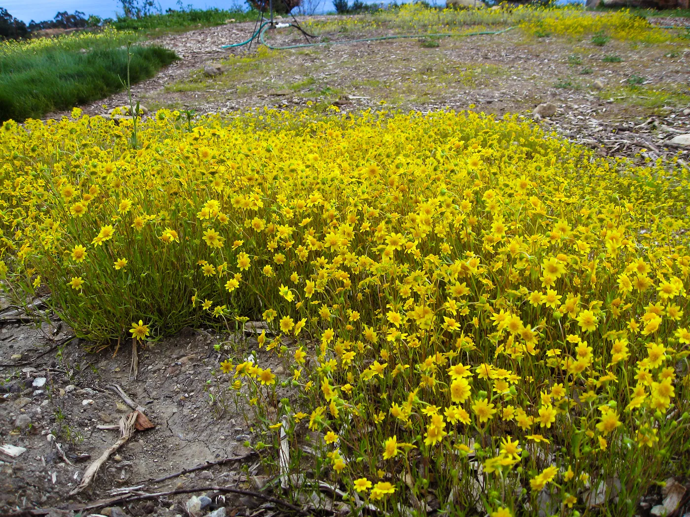 Lasthenia californica, goldfields at Gane site